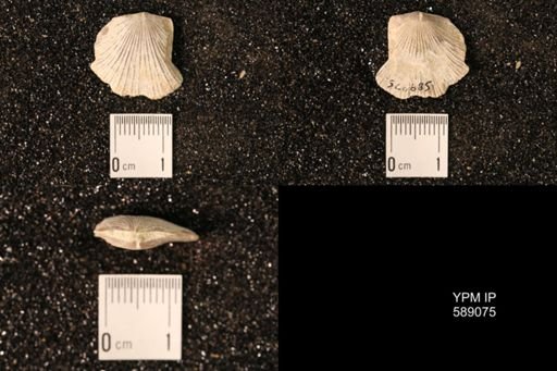 Dinorthis subquadrata