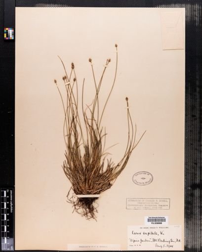 Carex capitata