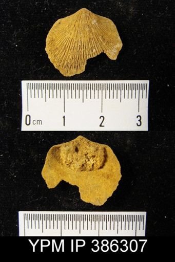 undet. Orthida