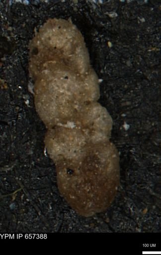 Ammobaculites euides