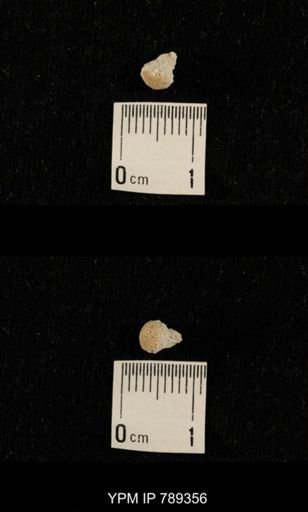 undet. Bryozoa
