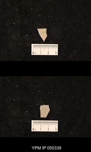 undet. Hexapoda