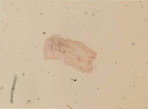 Sthenelais gracilis