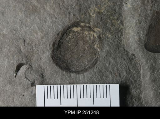 Brachiopoda?