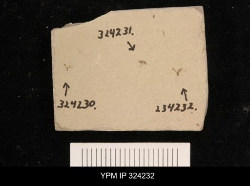 undet. Insecta