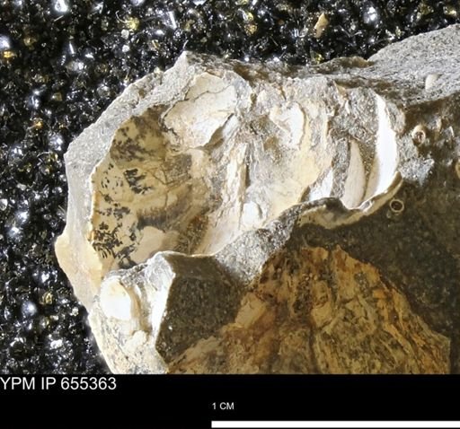 undet. Mollusca