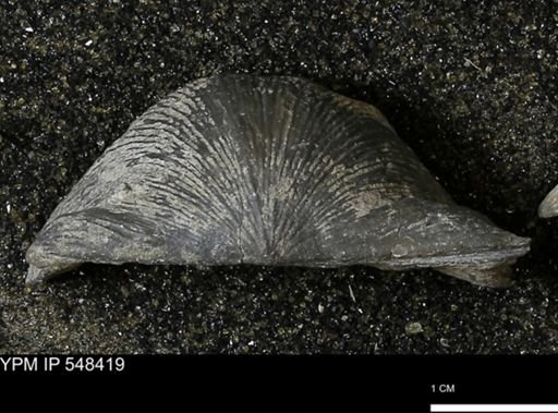 Stropheodonta callawayensis