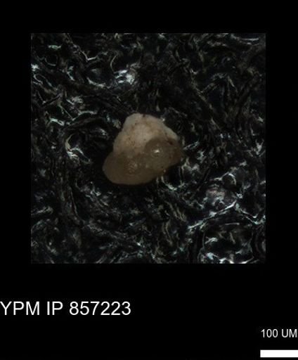 undet. Foraminiferida