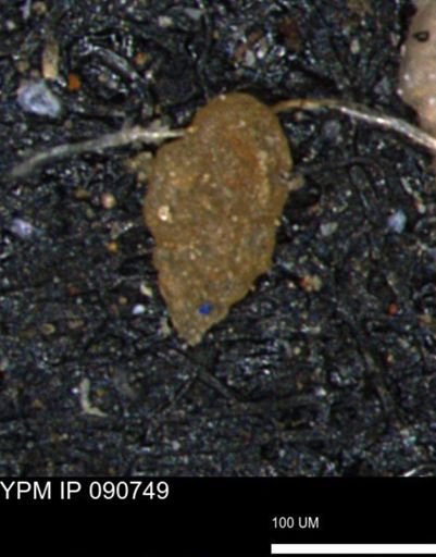 Bimonilina variana