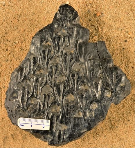 Lepidodendron sp.