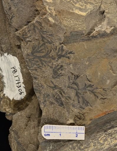 Sphenopteris sp.