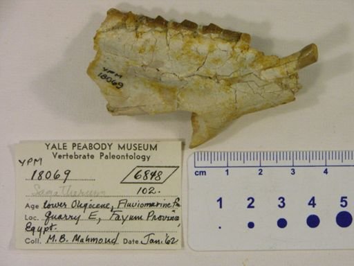 Saghatherium sp.