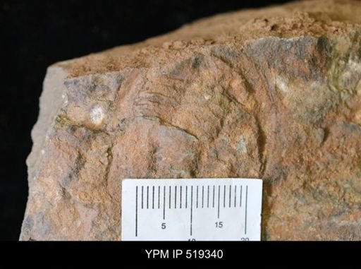 undet. Trilobita