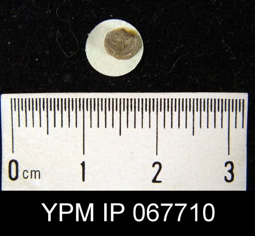 Dalmanella sp.