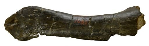 Camptosaurus