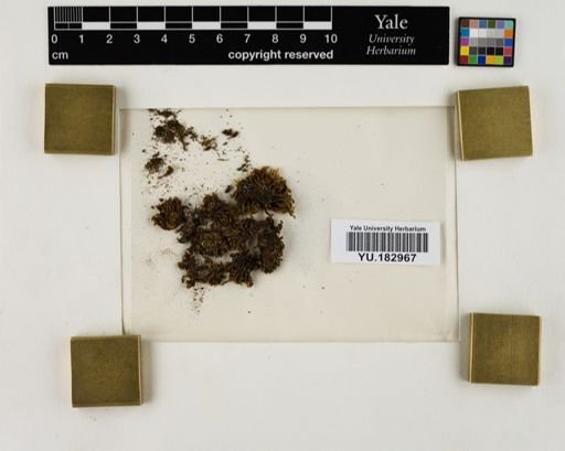 Plantae
