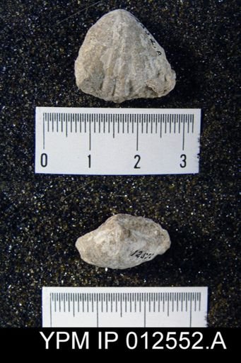 Leiorhynchus weeksi