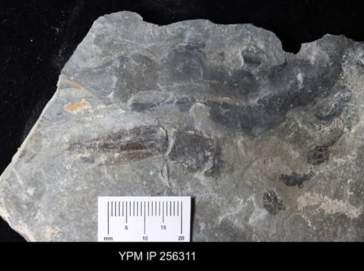 Phyllocarida