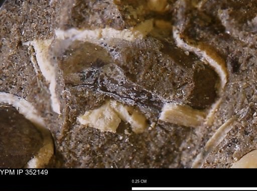 undet. Bivalvia