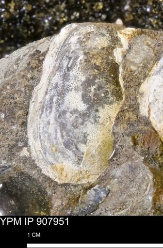 Malletia sp.