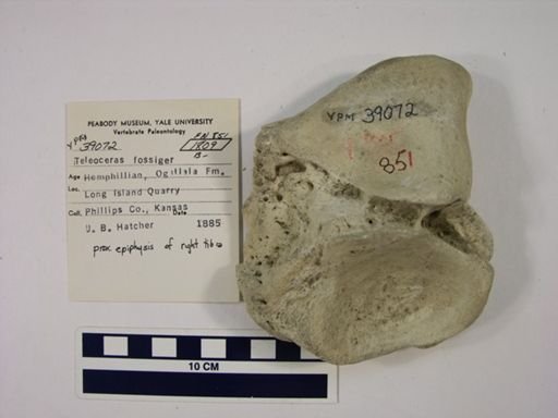 Teleoceras fossiger