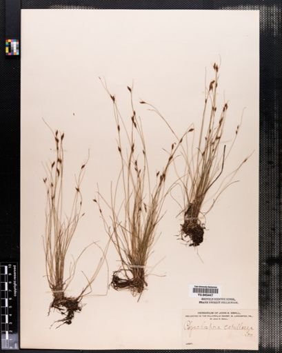 Rhynchospora capillacea