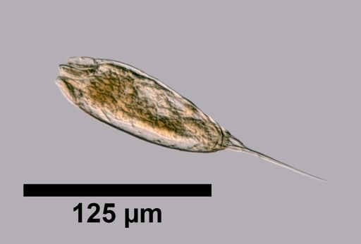 Trichocerca compressa