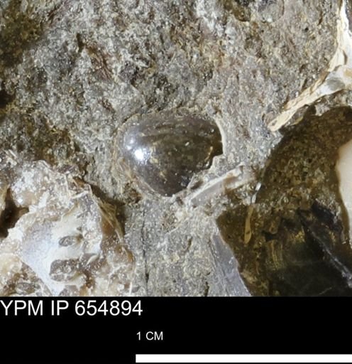 Mollusca?