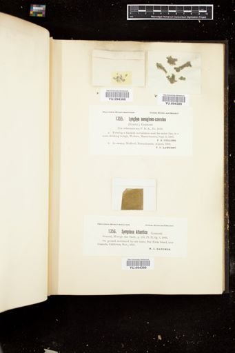 Lyngbya aerugineocaerulea