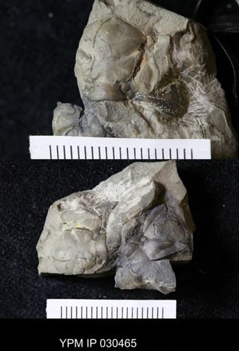 Calyptaulax glabella