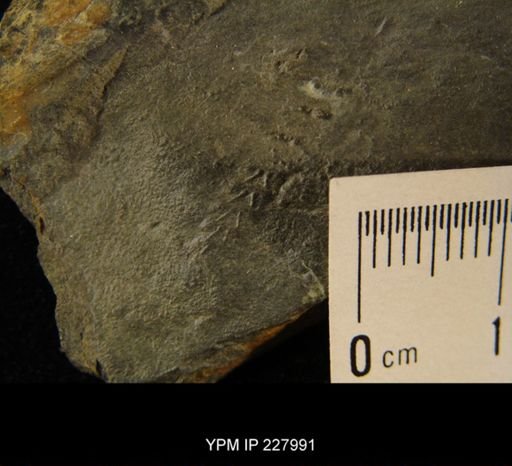 Tonganoxichnus buildexensis