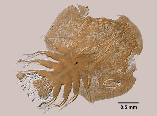 Argulus funduli