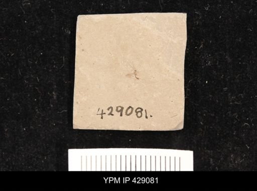 undet. Ichneumonoidea