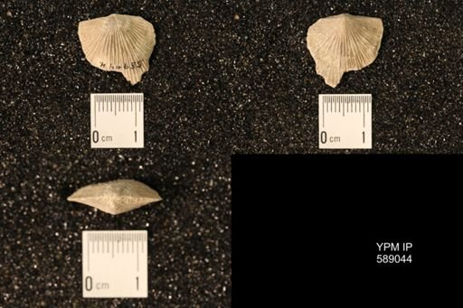 Dinorthis subquadrata