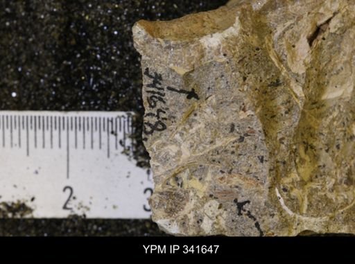 Scaphites sp.