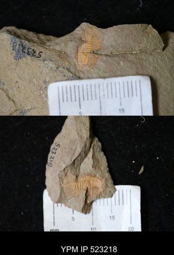 Anacheirurus sp.
