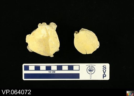 undet. Mosasauridae