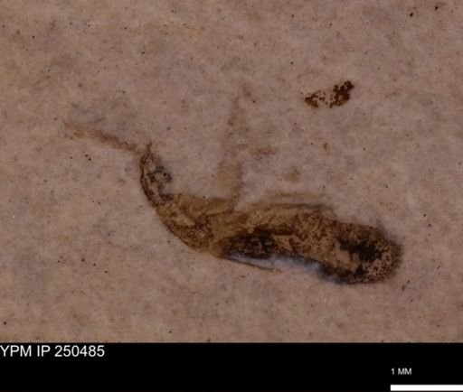 undet. Insecta