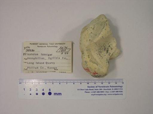 Teleoceras fossiger