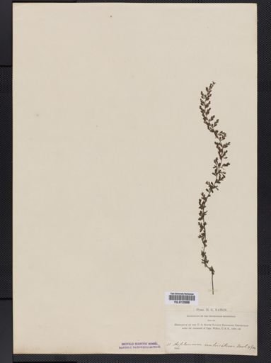 Asplenium