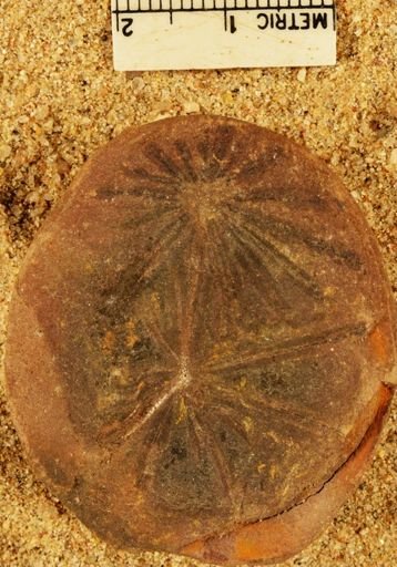 Annularia stellata