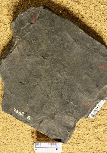 Annularia sp.