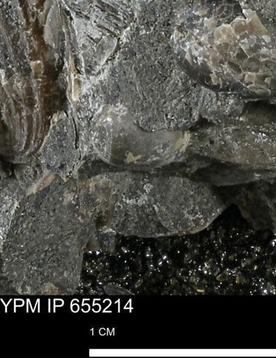 undet. Bivalvia