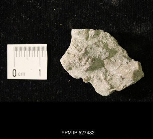 Iocrinus subcrassus