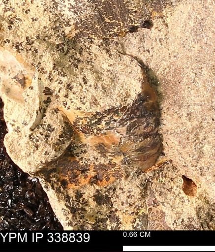 undet. Scaphitidae