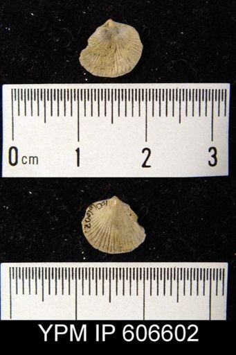 Dalmanella meeki