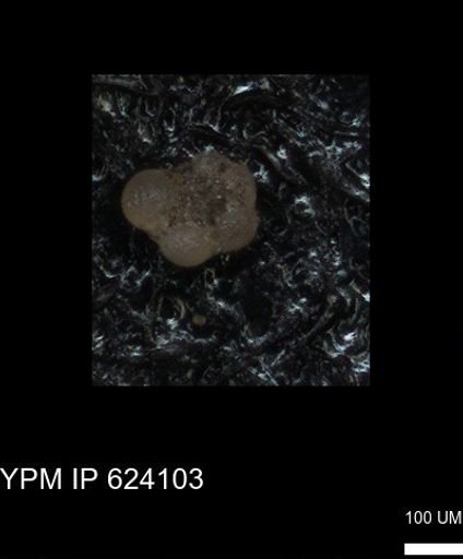 undet. Rugoglobigerinidae