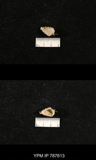 undet. Brachiopoda