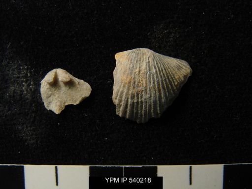 undet. Orthida