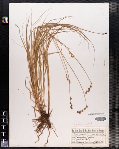 Carex tenera